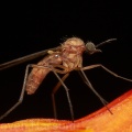 Anisopodoidea Sylvicola